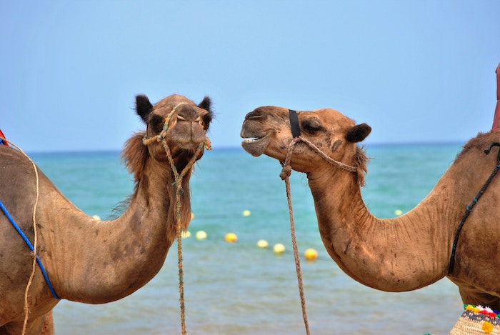 two camels facing each other conversation starters