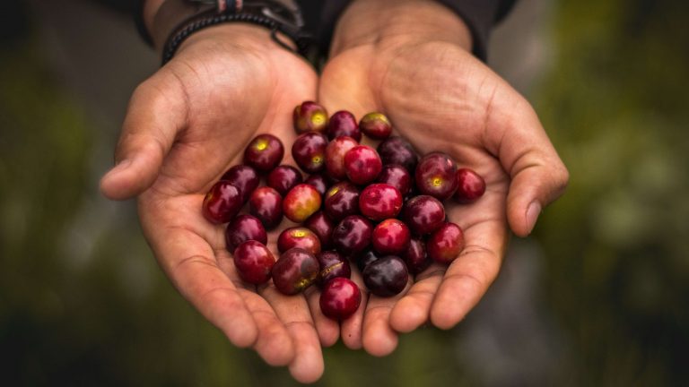 hands with fruit, things to be thankful for